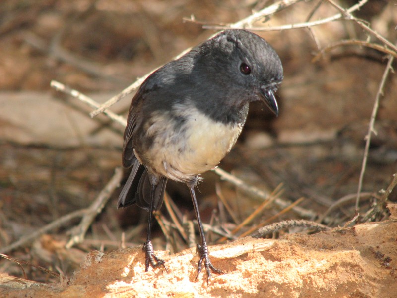 Kakaruai or South Island Robin (photo Ross Chambers)